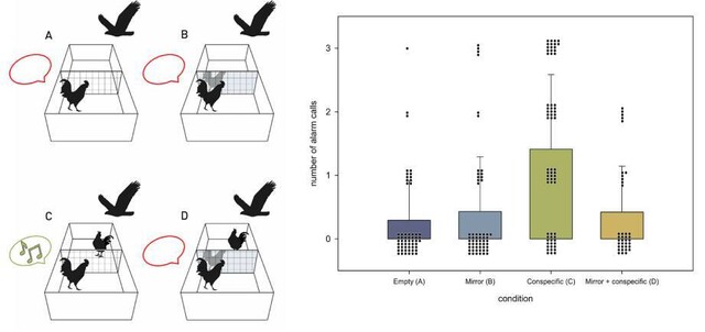 연구자들은 수탉의 자기 인식 여부를 실험하기 위해 4가지 조건(A, B, C, D)으로 실험을 진행했다. (왼쪽) 포식자가 나타났을 때 주변에 알리는 수탉의 습성을 이용해 동료와 거울 속 자신을 구분하는지를 알아봤다. 오른쪽은 각 조건에서 수탉이 경고음을 낸 횟수. 소냐 힐레마허 제공