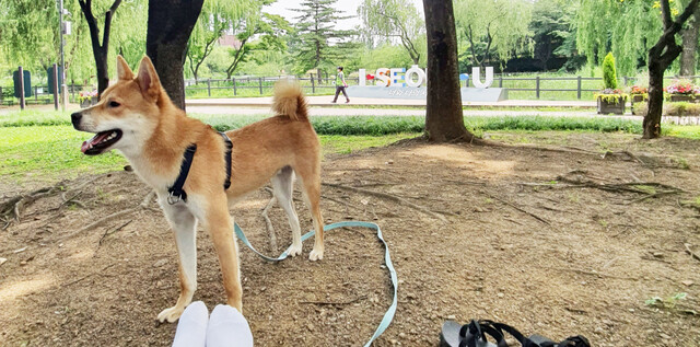 제6회 서울동물영화제(SAFF·Seoul Animal Film Festival)를 주최하는 동물권행동 카라가 영화제의 사전행사로 10월3일 ‘반려견과 함께, SAFF 피크닉’을 개최한다. 카라 제공