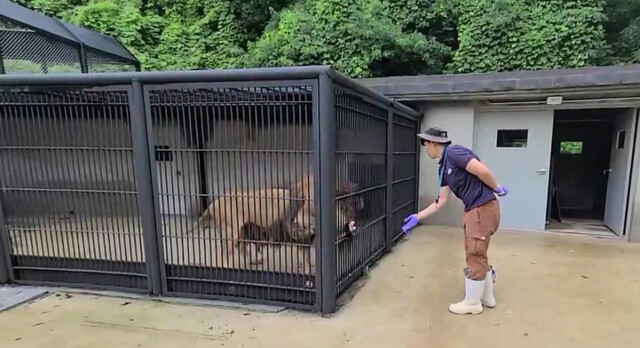 늑골이 드러날 정도로 말라 ‘갈비뼈 사자’라고 불렸던 수사자 ‘바람이’가 최근 건강을 회복한 모습이 공개됐다. 청주동물원 제공