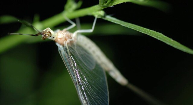동양하루살이의 영명(英名)은 메이플라이(Mayfly)다. 5월경 짝짓기를 위해 암컷과 수컷이 떼를 지어 비상하는 생태적 특성을 잘 나타낸 단어다.