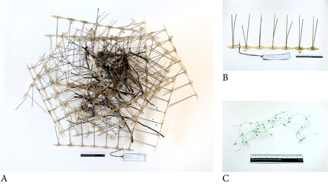 로테르담 자연사박물관이 2021년 발견해 보관하고 있는 까마귀 둥지(A), 둥지에서 떼어낸 하나의 조류 퇴치기(B), 둥지에 사용된 또 다른 조류 퇴치기(C). 오케-플로리안 헴스트라·네덜란드 내츄럴리스 생물다양성 연구센터 제공