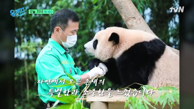 경기 용인 에버랜드 동물원의 강철원 사육사가 24일 예능 프로그램 ‘유퀴즈’에 출연해 자이언트 판다 푸바오의 근황을 전하며 중국 송환에 대한 의견을 밝혔다. 유퀴즈 유튜브 갈무리