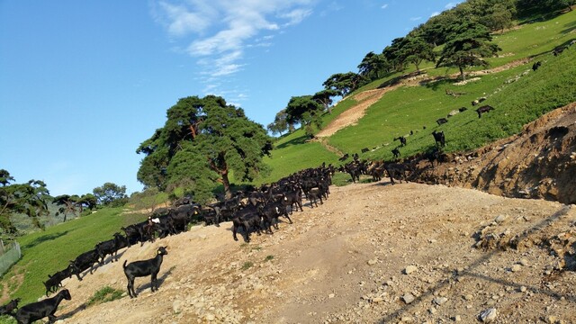 무등산 자락 아래 전남 화순 수만리 산126번지 일원에 있던 옛 너와나목장. 무등산국립공원 동부사무소 제공