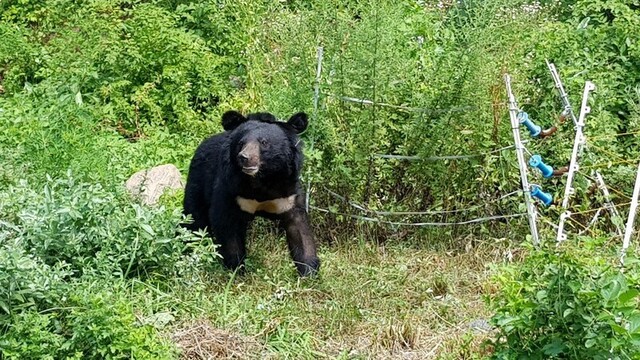 반달가슴곰 오삼이(KM-53)은 지리산을 떠나 가야산, 수도산 등으로 서식지를 넓혔다. 지난 6월 위치추적 배터리 교체 작업 중 사고로 사망했다. 국립공원생물종보전원 제공