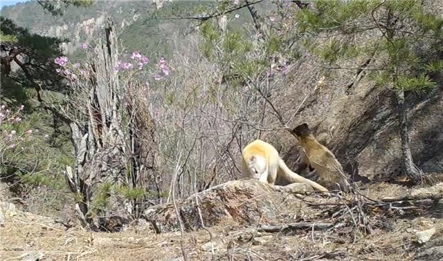 설악산 한계령에서 지난 4월9일 촬영된 알비노 담비 모습. 국립공원공단 제공