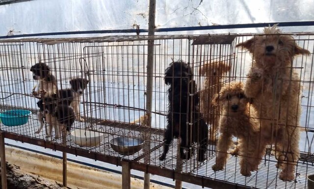 지난해 11월 동물권행동 카라는 경기 연천의 한 허가 번식장에서 학대 상황에 놓인 개 81마리를 구조했다. 카라 제공