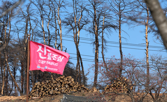 지난 19일 강원 동해안에 건조주의보와 강풍주의보가 발효돼 산불 위험이 매우 높아진 가운데 지난 4월 대형산불이 발생한 강릉시 경포 일원의 산불 피해지에서 산불 조심 깃발이 강풍에 펄럭이고 있다. 연합뉴스