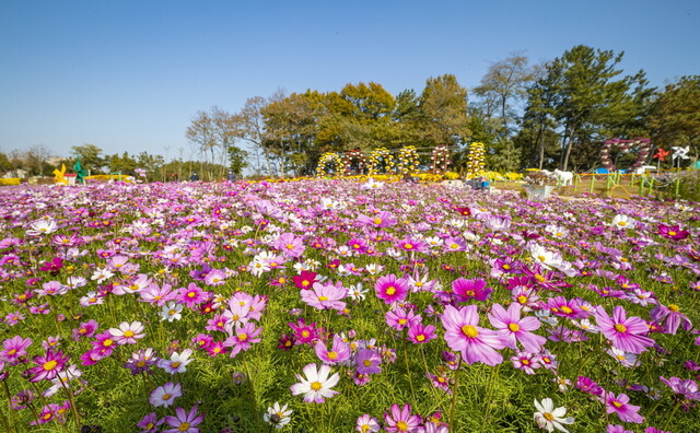 지난해 열린 천만송이 국화축제에서 익산 신흥공원에 국화들이 만개했다. 익산시 제공