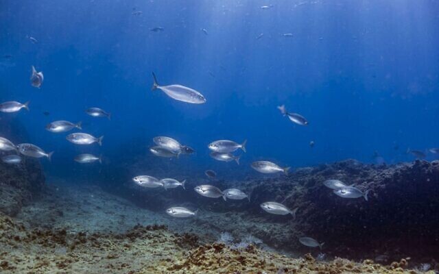 지중해의 온난화가 가속화하면서 해양생물들이 서식지를 더 깊은 곳으로 이동하고 있다. 텔아비브대 제공