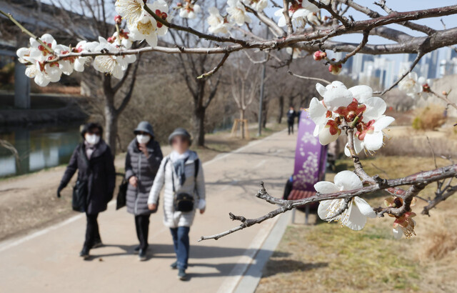 꽃샘추위가 찾아온 지난 13일 서울 청계천 매화거리에 핀 매화꽃 아래로 두툼한 외투를 입은 시민들이 걸어가고 있다. 연합뉴스