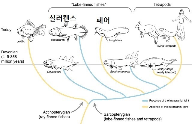 폐어의 계통도. 일반 물고기나 실러캔스보다 네발 보행 동물에 가깝다. 휴고 두텔, 브리스톨대 제공.