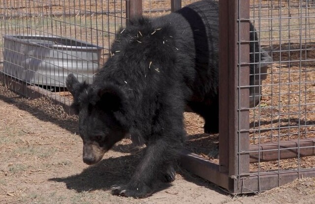지난해 3월 강원도 동해시 한 사육곰 농장에서는 곰 22마리가 구조돼 미국 콜로라도 야생동물 생크추어리(TWAS)로 이동했다. 동물자유연대 제공