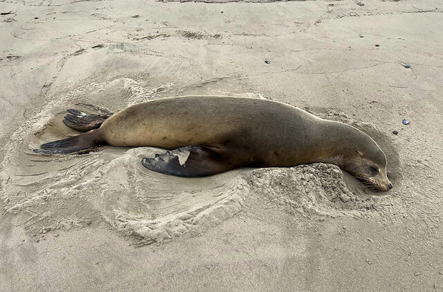 해협·섬·해양·야생동물 연구소(Channel Islands Marine Wildlife Institute) 제공