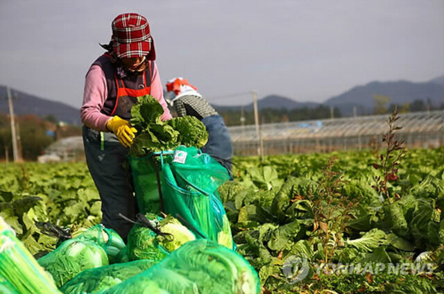 경기도는 농촌지역 한 곳의 모든 주민에게 기본소득을 지급하는 정책실험을 준비중이다. 지난해 농민수당을 도입한 전남 해남군의 한 밭에서 농민들이 배추를 수확하고 있다. 연합뉴스