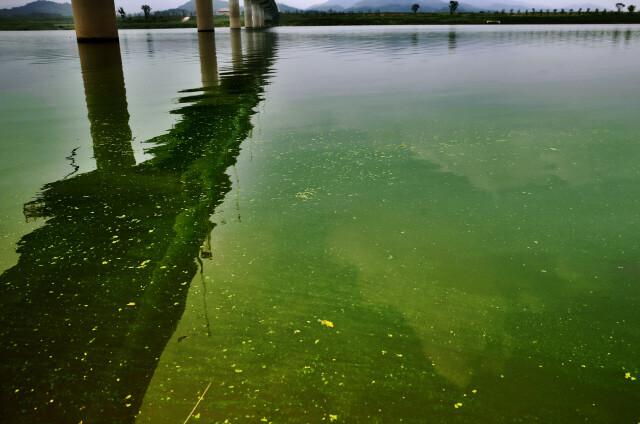 과거 녹조 발생 당시 낙동강. 한겨레 자료사진