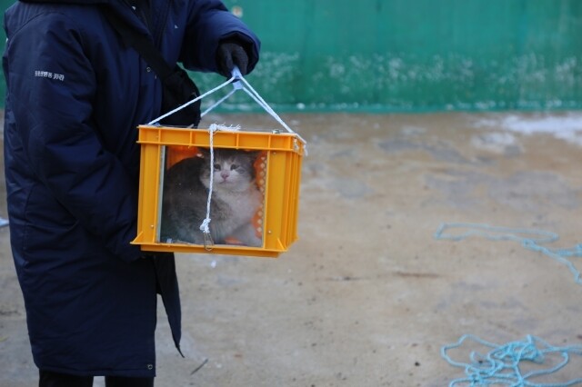 지난 21일 포항시 남구 한 폐양식장에서 발생한 고양이 학대 사건에서 살아남은 고양이가 구조되고 있다. 카라 제공