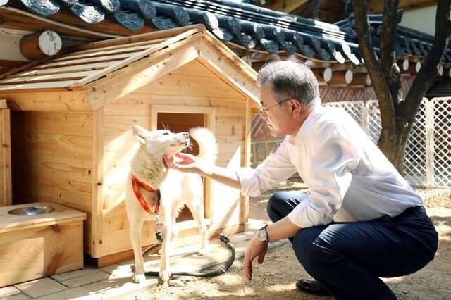 문재인 전 대통령이 2018년 청와대 관저에서 김정은 위원장이 선물한 풍산개 곰이를 돌보는 모습. 당시 청와대 비서실 제공