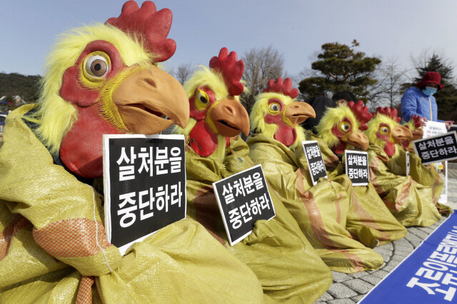 지난해 1월 25일 오전 서울 종로구 청와대 분수대 앞에서 한국동물보호연합회 등 45개 사회시민단체에서 기자회견을 열고 정부에 조류인플루엔자 예방백신 실시와 살처분 방식 개선을 촉구하는 행위극을 하고 있다. 김혜윤 기자 unique@hani.co.kr