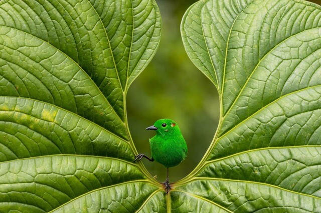 스페인 작가 니코라스 로이센스(Nicolas Reusens)가 에콰도르 정글에서 찍은 ‘반짝이는 녹색’(Glistening green)이 새의 초상 부문 금상을 차지했다. 사진 니콜라스 로이센/올해의 조류 사진작가상 2023 제공