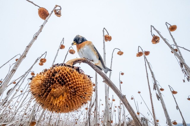 작품명 ‘해바라기 낙원’(Sunflower paradise). 폴란드 작가 마테우쉬 피에시악(Mateusz Piesiak)은 홍수로 인해 수확이 이뤄지지 않은 해바라기 밭에 먹이를 구하기 위해 수천 마리 새들이 모여드는 장면을 발견했다. 그중에서도 마른 해바라기와 깃털 빛이 비슷해 보호색을 이룬 새의 모습을 촬영했다. 사진 마테우쉬 피에시악/올해의 조류 사진작가상 2023 제공