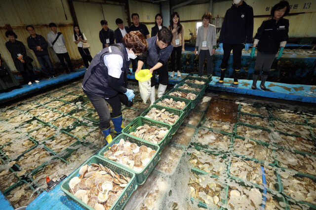 지난 5월25일 부산 서구 부산감천항수산물시장의 한 보세창고에서 감천항수입식품검사소 검사관들이 일본산 활가리비에 대한 관능검사와 정밀검사를 위한 검체를 채취하고 있다. 사진공동취재단