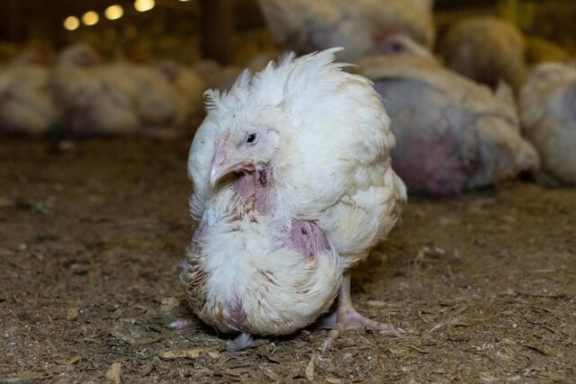 보통 닭보다 성장 속도가 4배나 빠른 ‘프랑켄치킨’은 다리 기형, 장기 부전, 심장 마비 등으로 고통받는다. 영국 휴메인 리그 제공