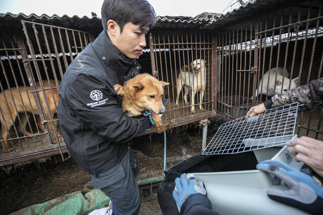 지난 3월 초 한국 HSI는 아산 개농장을 폐업하고 200여마리 개들을 구조했다. 한국 HSI 제공