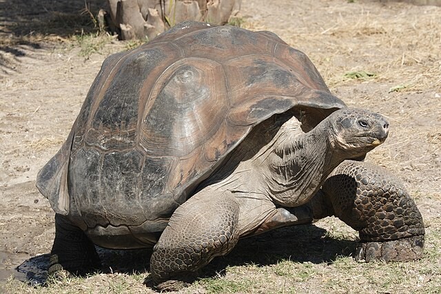 갈라파고스 제도에만 서식하는 희귀종 갈라파고스 땅거북(Galapagos Tortoise). ‘갈라파고스 자이언트 거북’이라는 별칭처럼 덩치가 지구상 거북 중 두번째로 크다. 위키미디어 코먼스