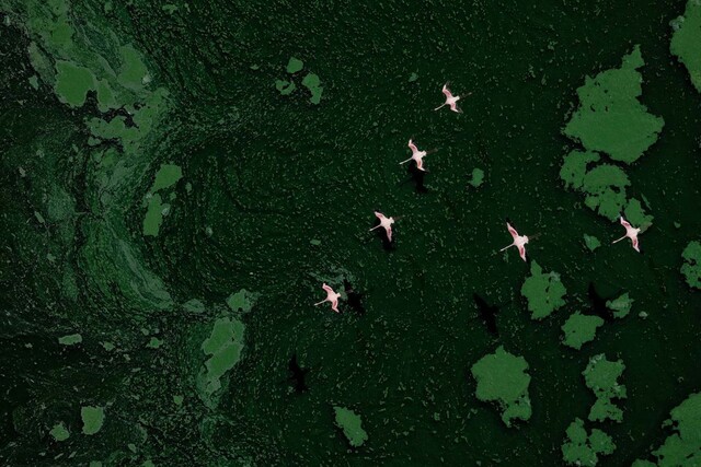 홍학 무리의 비행을 촬영한 ‘녹색 행성의 홍학들’(Green planet flamingos)이 비상하는 새 부문 은상에 선정됐다. 아일랜드 작가 폴 맥켄지(Paul Mckenzie)는 경비행기를 타고 케나 보고리아 호수 상공을 날면서 이 장면을 포착했다. 사진 폴 맥켄지/올해의 조류 사진작가상 2023 제공