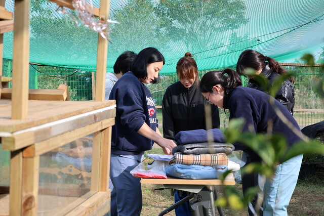 지난 12일 제주시 조천읍 세계자연유산센터 내 마라도 고양이 임시보호소에서는 겨울을 앞두고 고양이들의 건강검진이 진행됐다. 유기동물 없는 제주네트워크 제공