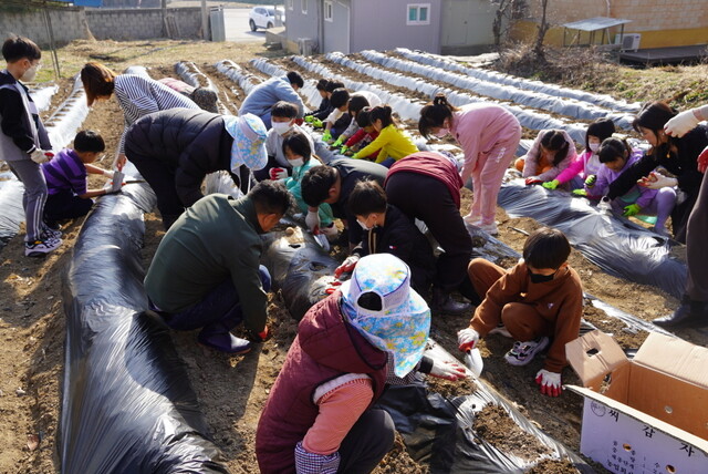 지난 3월 전북 임실 대리초등학교 학생들이 텃밭에 감자 심기 체험을 하고 있다. 대리초등학교 제공