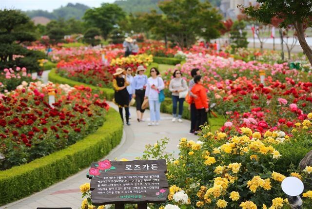 삼척 장미축제가 20일부터 24일까지 삼척시 오십천 장미공원에서 열린다. 삼척시 제공