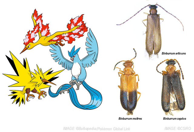 호주 연방과학산업연구기구(CSIRO)는 2019~2020년 산불 피해로 황폐해진 생태계 복원 기금을 마련하기 위해 새로 발견된 딱정벌레 3종에 ‘전설의 포켓몬’의 이름을 붙였다. 트위터 @Yun Hsiao 제공