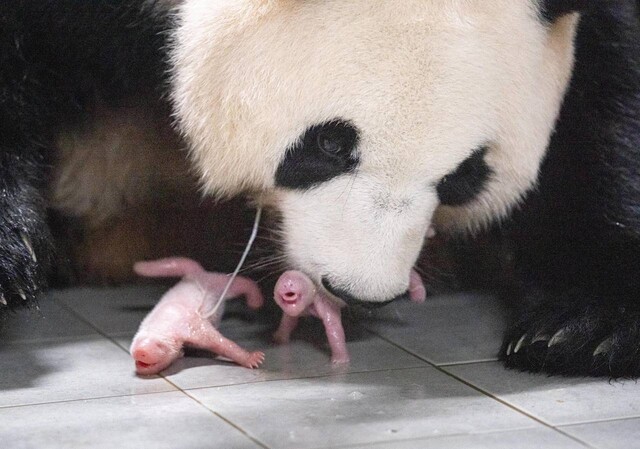 출산 직후 엄마 아이바오와 쌍둥이 아기 판다(왼쪽부터 첫째, 둘째). 에버랜드 제공