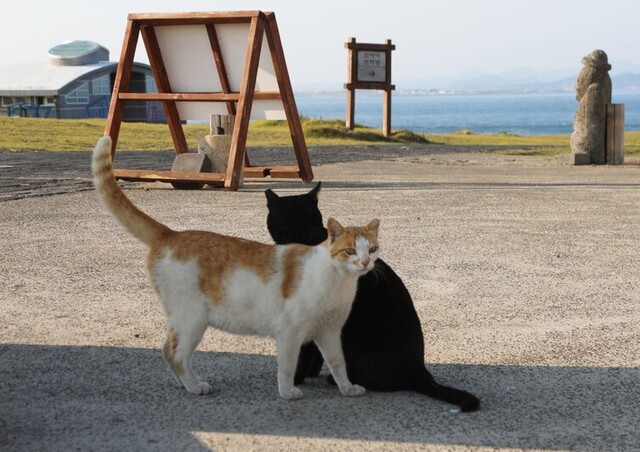 마라도에서 ‘동네 고양이’로 살던 고양이 45마리는 지난 3월 멸종위기종 뿔쇠오리의 보호를 위해 마라도에서 전원 반출됐다. 동물자유연대 제공