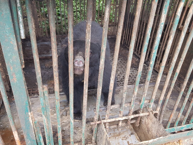 13일 경기 용인시 이동읍의 한 곰 농장 철창 안에서 3살 난 반달가슴곰. 천호성 기자