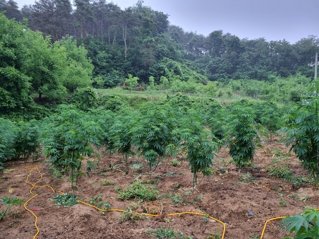 경북 한 야산의 대마 재배지 전경. 서울경찰청 제공