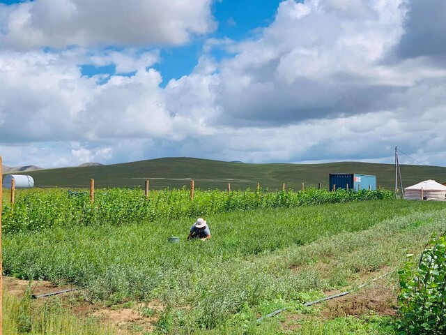 몽골 투브 아이막 바양척드 솜의 조림지에서 양묘를 하는 한 주민. 몽골 수도 올란바토르에서 아르항가이 아이막 어기노르 솜 ‘페어피리스 생태림' 가는 길목에 푸른아시아의 9번째 조림지인 바양척드 조림지가 있다. 푸른아시아 제공