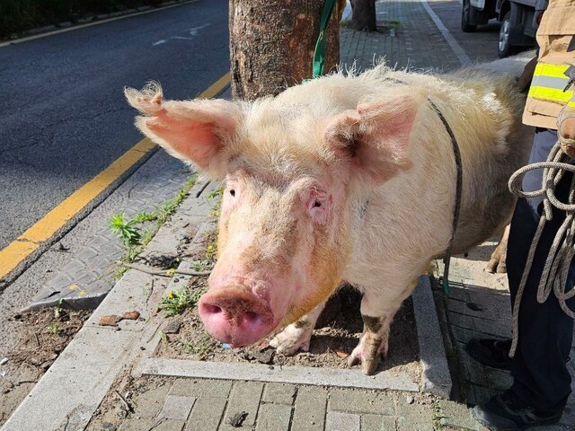 23일 아침 대구 북구에서 달리던 트럭에서 돼지 한 마리가 탈출하는 소동이 벌어졌다. 대구소방안전본부 제공