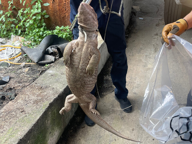 경북 영주시는 지난 27일 오후 3시30분께 이산면 휴천동 한 공장에서 60∼70㎝ 크기의 사바나왕도마뱀을 포획했다고 28일 밝혔다. 영주소방서 제공