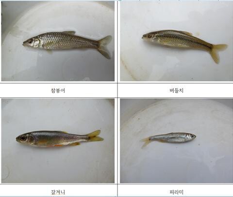 광주 동구 내지마을 내지천에서 잡힌 물고기. 환경 정비를 마친 내지천에서는 1∼3급수에 사는 버들치, 갈겨니 등이 서식하고 있는 것으로 나타났다.광주환경운동연합 제공