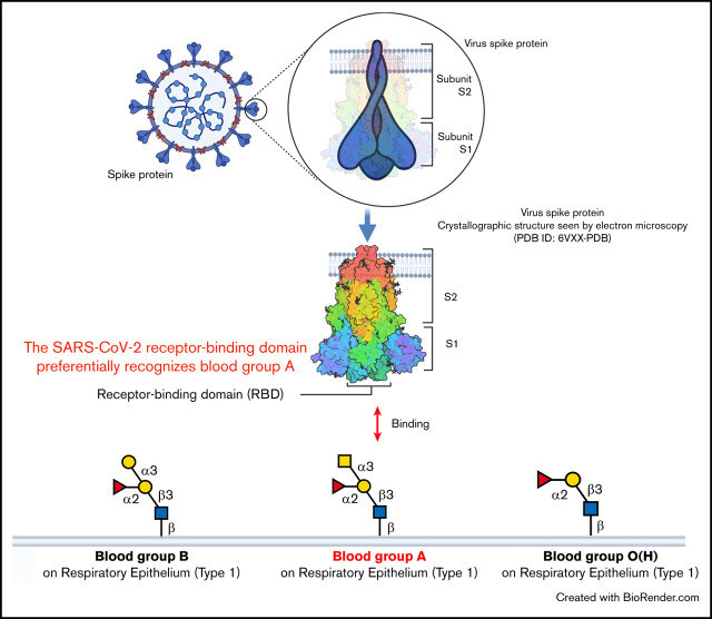 코로나19 바이러스의 돌기단백질에 있는 수용체결합영역(RBD)은 혈액형 A형 보유자의 세포에 더 잘 결합했다. Blood Adv. 2021 Mar 9; 5(5): 1305–1309.