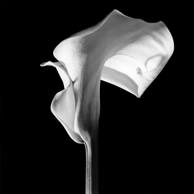 1988년 작 &lt;칼라 릴리&gt;. 암전된 검은 화면을 배경으로 크게 휘어져 말린 꽃 이파리와 그 이파리를 받치는 꽃대 줄기의 정연한 선과 표면의 미세한 질감이 회화적 매력을 내뿜는다. 국제갤러리 부산점 전시에서 가장 주목을 받는 작품 중 하나다. ⓒ메이플소프 재단