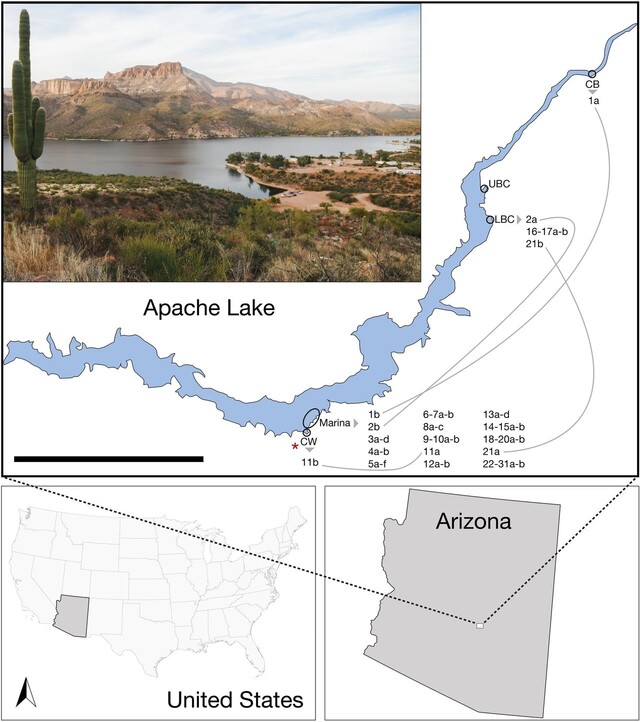 조사 대상이 되었던 버펄로피시가 살고 있는 미국 애리조나주 아파치호수의 위치와 풍경. 알렉 래크먼·미네소타 덜루스 대학 제공