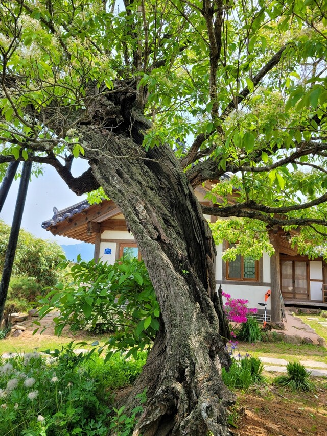 ‘벼락 맞은 이팝나무’의 줄기. 김양진 기자