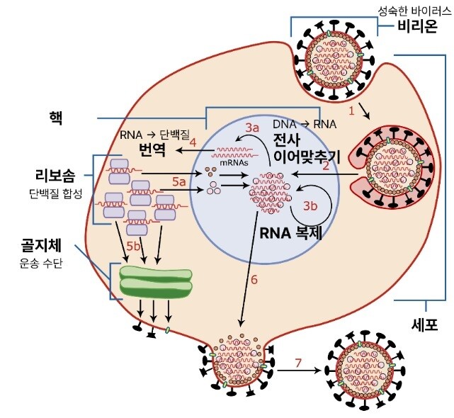 인플루엔자 바이러스의 세포 내 활동에 관한 모식도. 바이러스는 숙주 세포 안으로 들어가 세포의 기구들(단백질)을 활용하여 자신을 구성하는 요소들을 생산, 복제한다. 즉, 바이러스는 숙주 세포와 뒤섞여 또는 ‘휘말려’ 작동한다. 한편 인간면역결핍바이러스는 알엔에이(RNA) 바이러스로 여기에 역전사 과정이 추가된다. 출처: 위키피디아, 번역 및 설명: 필자