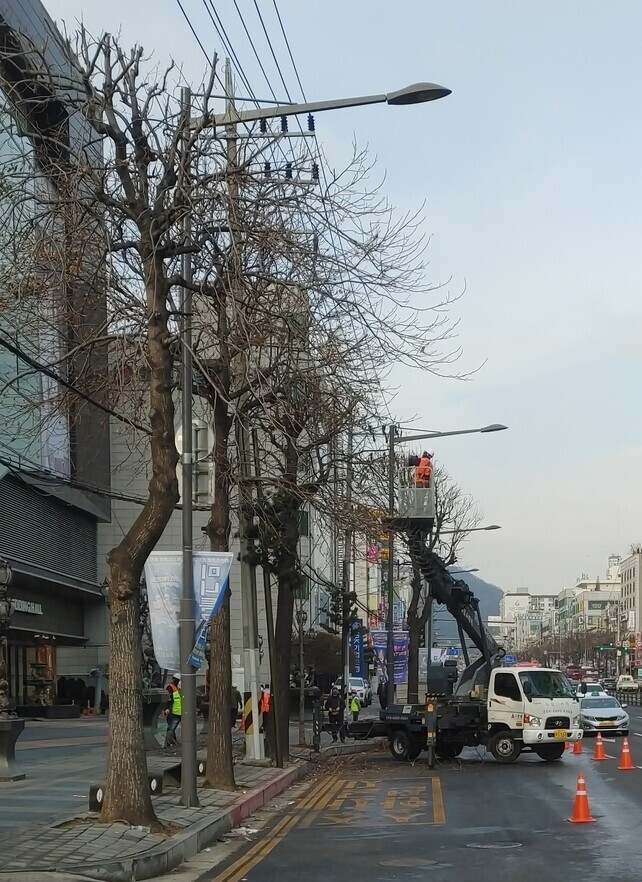 3월28일 오전 9시30분께 도시바람길숲 사업을 맡은 조경업체가 인천시 계양구 경명대로를 따라 서 있는 가로수에 가지치기 작업을 하고 있다. 이승욱 기자