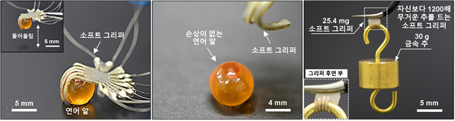 아주대 연구팀이 만든 로봇(소프트 그리퍼)은 터지기 쉬운 연어 알을 손상 없이 잡을 뿐만이 아니라 자신보다 1200배 무거운 추를 지속적으로 들 수 있다. 아주대 제공