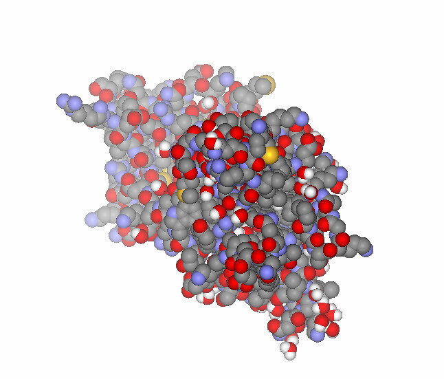 뇌유래신경영양인자(BDNF) 단백질의 구조. 이 단밸질을 만드는 유전자는 염색체 11번에 있다. 위키미디어코먼스