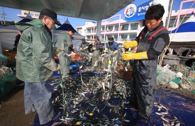 제13회 양양 물치항 도루묵 축제가 8~10일 강원도 양양군 강현면 물치항에서 열린다. 어민들이 그물에서 도루묵을 떨어내고 있다. 양양군 제공